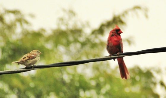 A Northern Cardinal and an Alder Flycatcher on a wire.